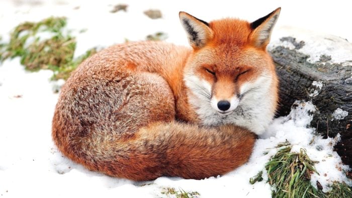 Лисам ничего не угрожает