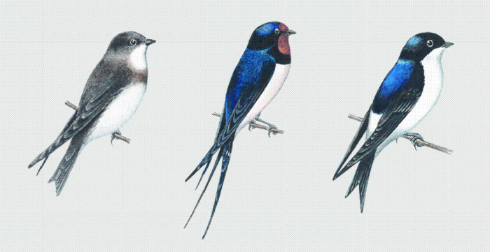 Ласточки: прибрежные, сельские, городские