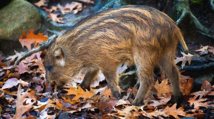 Листья также можно активно есть