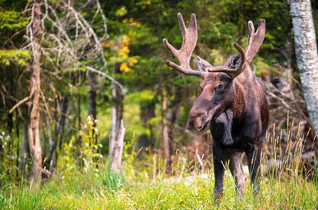 Лоси предпочитают жить в хвойных лесах