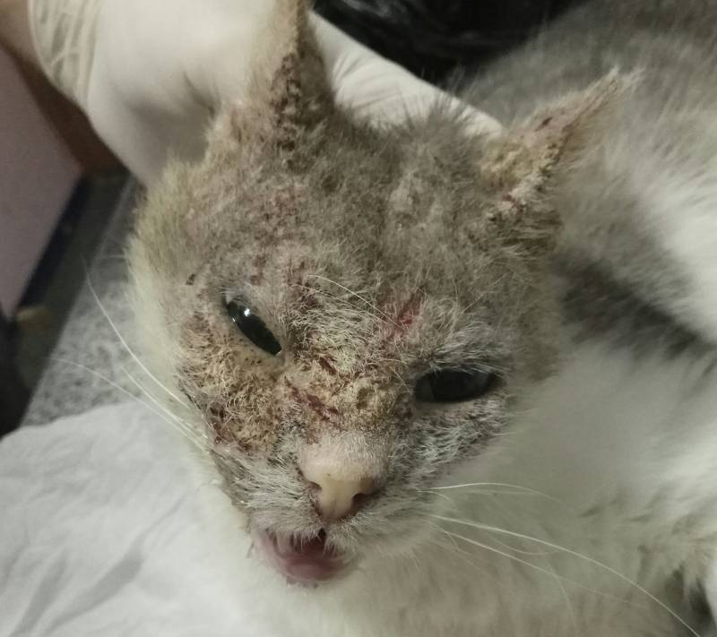 Демодекоз у кошек: лечение в домашних условиях, симптоматика и особенности