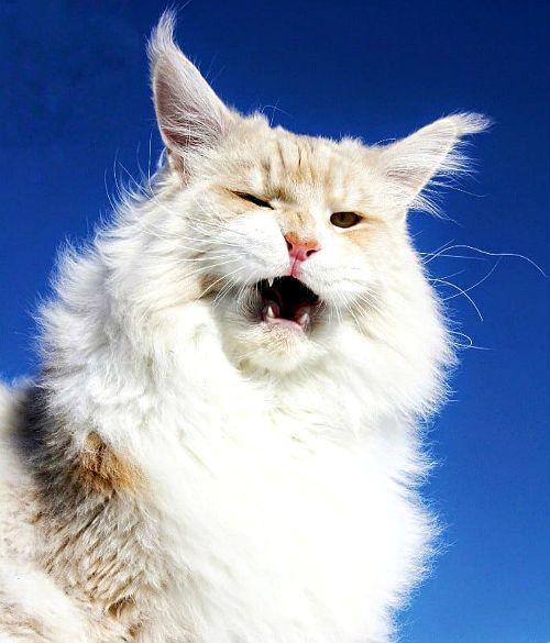 Содержание мейн-кунов – советы и рекомендации