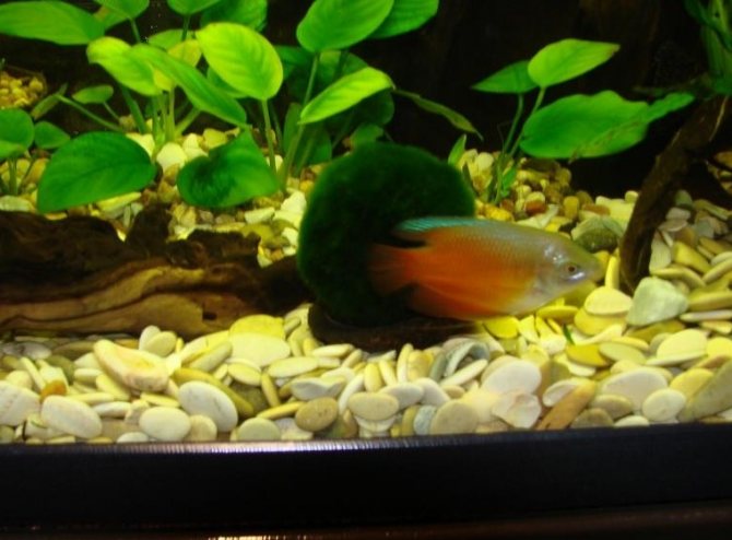 лялиус красный