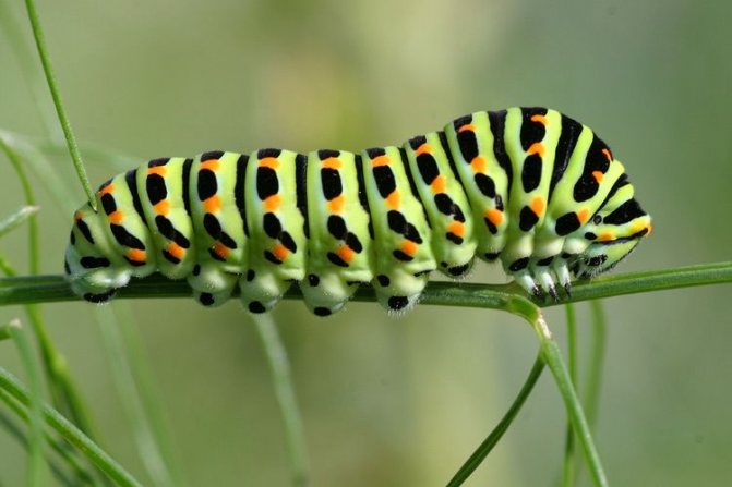 Бабочка Махаон: краткое описание, как выглядит, подвиды, где обитает, чем питается, интересные факты