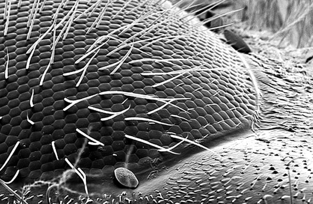 Макросъемка сложных глаз