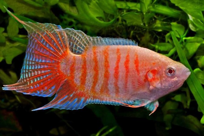 Макропод:содержание и уход в аквариуме, совместимость, виды