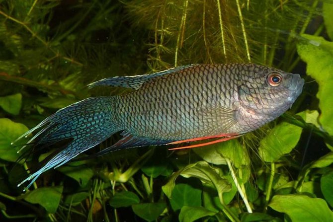 Макропод:содержание и уход в аквариуме, совместимость, виды