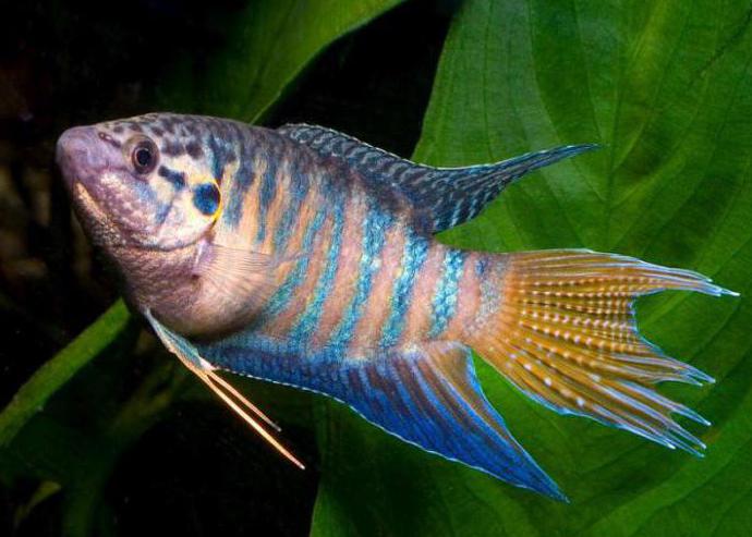 Макропод:содержание и уход в аквариуме, совместимость, виды