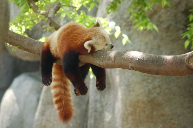 Красная панда: описание, виды, цвета, где обитает, чем питается, интересные факты