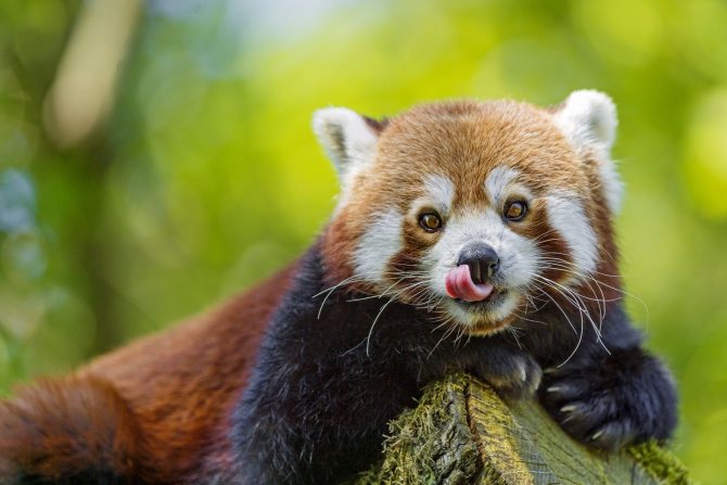 Красная панда: описание, виды, цвета, где обитает, чем питается, интересные факты