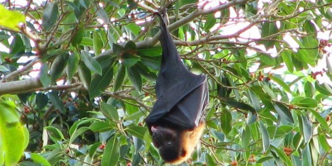 Малая летучая лиса на дереве