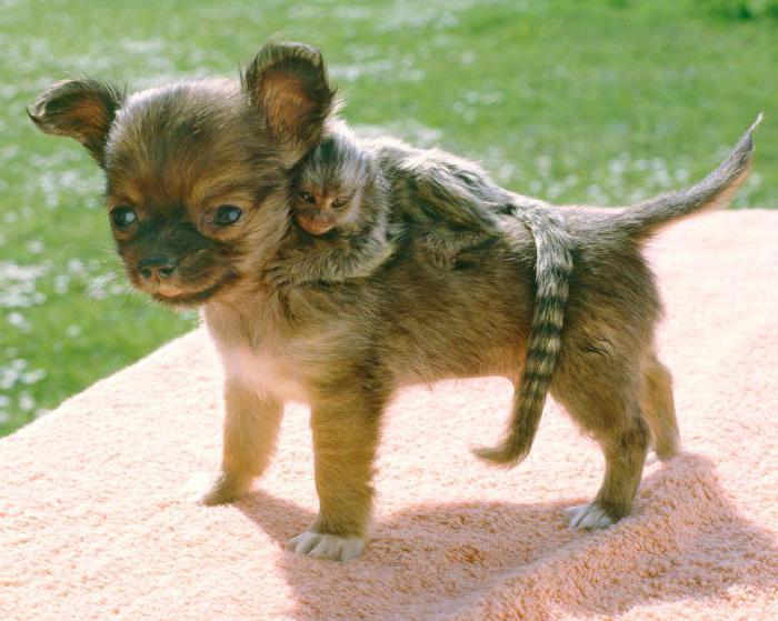 маленькие домашние обезьяны