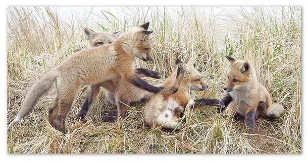 Маленькие лисички.