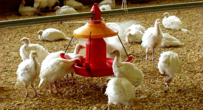 Сколько живут индюки в домашних условия: сроки выращивания