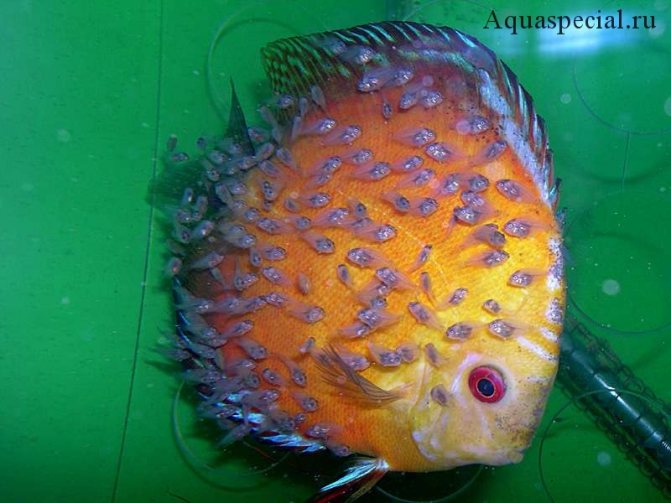 Мальки дискусов.