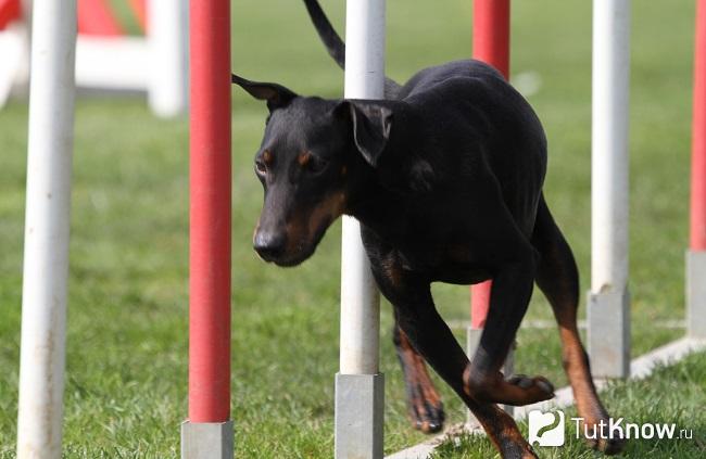 Манчестерский терьер оббегает препятствия