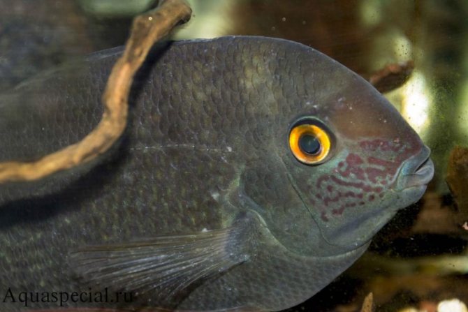 Манка или ихтиофтириоз у северума лечение. Болезни аквариумных рыб