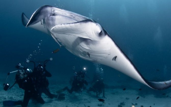 Взаимодействие манта с человеком