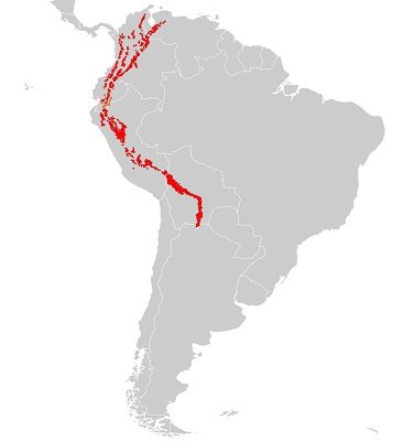Очковый медведь: как выглядит, где обитает, чем питается и интересные факты