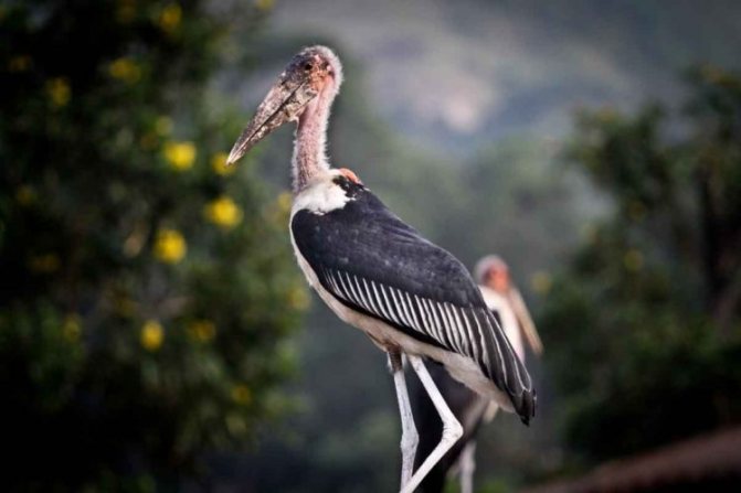 50 интересных фактов о марабу