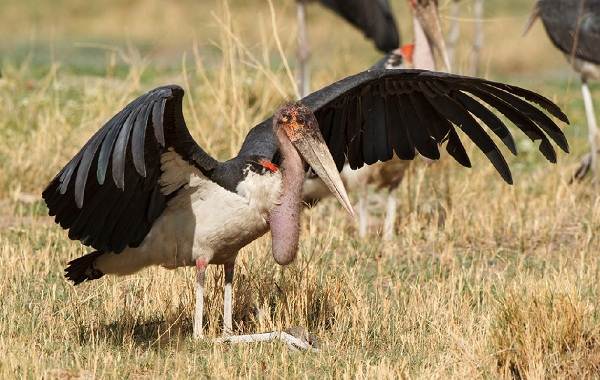Марабу-птица-описание-особенности-виды-образ жизни-и-среда обитания-марабу-7