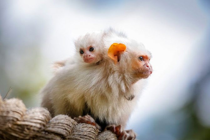 Мартышки-мартышки