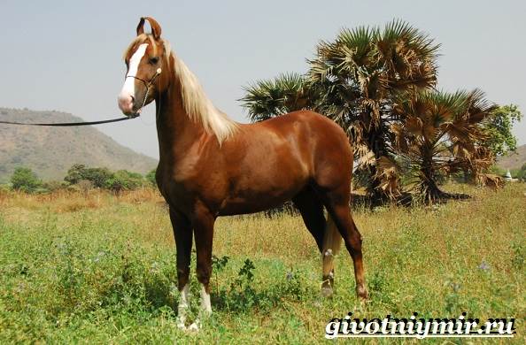 Марвари-лошадь-Образ-жизни-и-среда-обитания-лошади-марвари-2