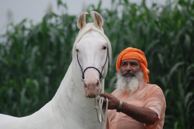 Марвари - порода лошадей: характеристики