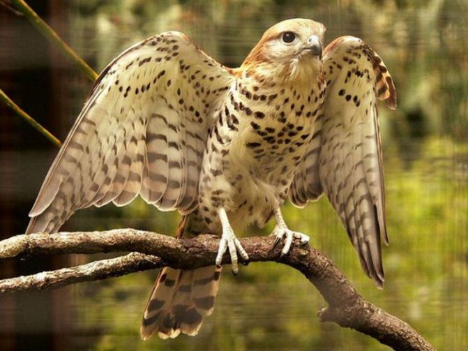 Маврикийская пустельга (Falco punctatus) фото