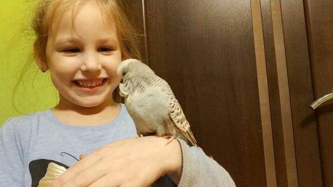 Попугай чех: описание породы