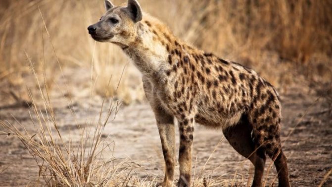 Гиена: семейство кошачьих или собачьих