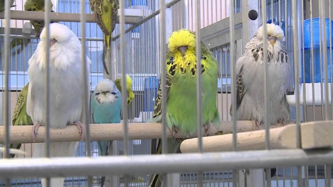 Попугай чех: описание породы