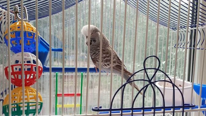 Попугай чех: описание породы