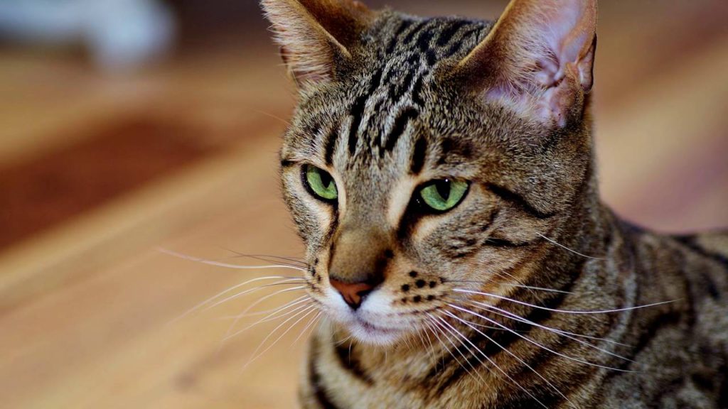 Серенгети: порода кошек с необычной внешностью, описание экстерьера и характера