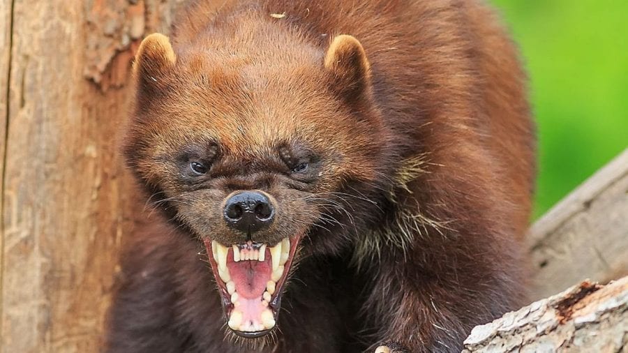 Два самых свирепых и безбашенных зверя в мире - с ними не рискуют связываться ни тигры, ни львы