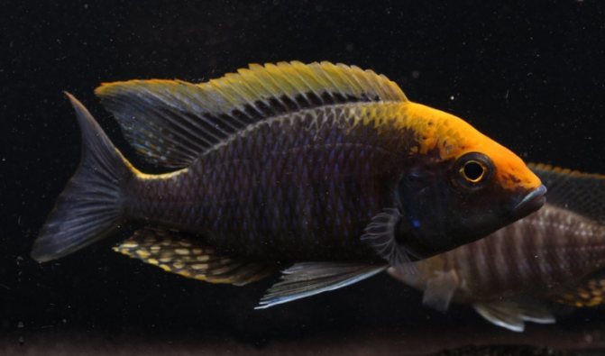 Аулонокара: содержание, совместимость, разведение, виды