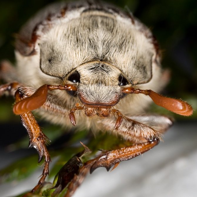 Майский жук: чем питается, сколько живет, хрущ, сколько ног, западный, восточный, внешнее строение, личинка, развитие, среда обитания