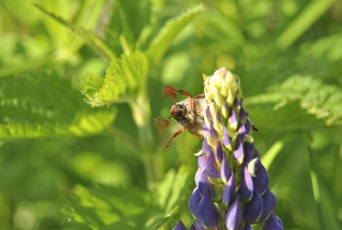 Майский жук: чем питается, сколько живет, хрущ, сколько ног, западный, восточный, внешнее строение, личинка, развитие, среда обитания