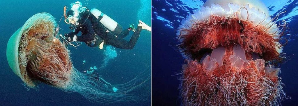 Арктическая цианея или медуза Львиная грива