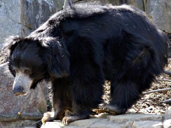 Медведь-губач-Образ-жизни-и-среда-обитания-медведя-губача-6