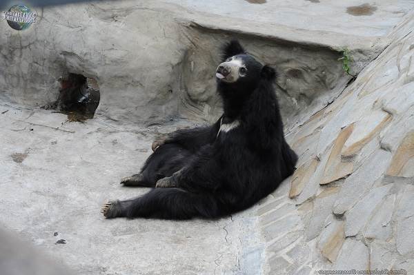 Медведь-губач-Образ-жизни-и-среда-обитания-медведя-губача-7