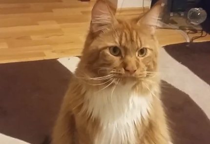 Почему кошки не переносят водные процедуры