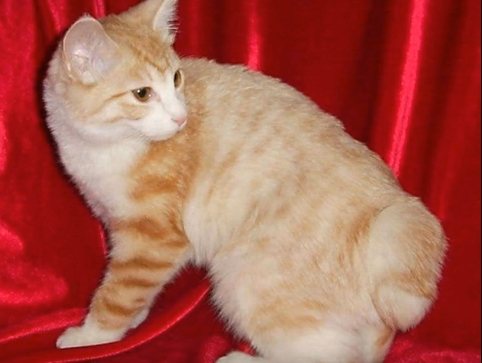 Почему кошки не переносят водные процедуры