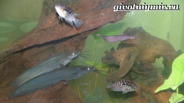 Мешкожаберный-сом-Особенности-и-условия-содержания-мешкожаберного-сома-9