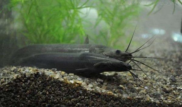 Мешкожаберный сом