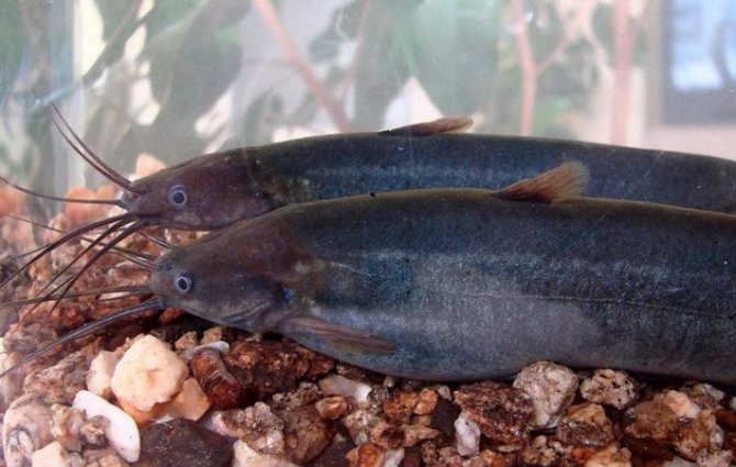 Мешкожаберный сом