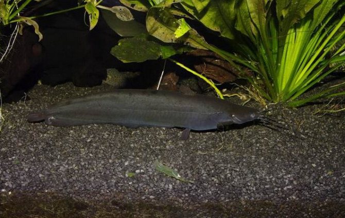 Мешкожаберный сом