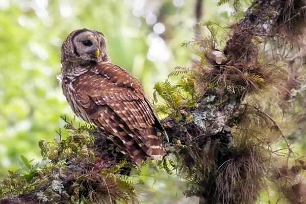 Места обитания пятнистой совы