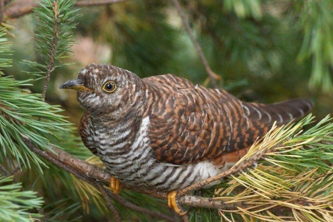 Места обитания