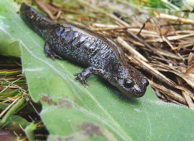 Среда обитания саламандры